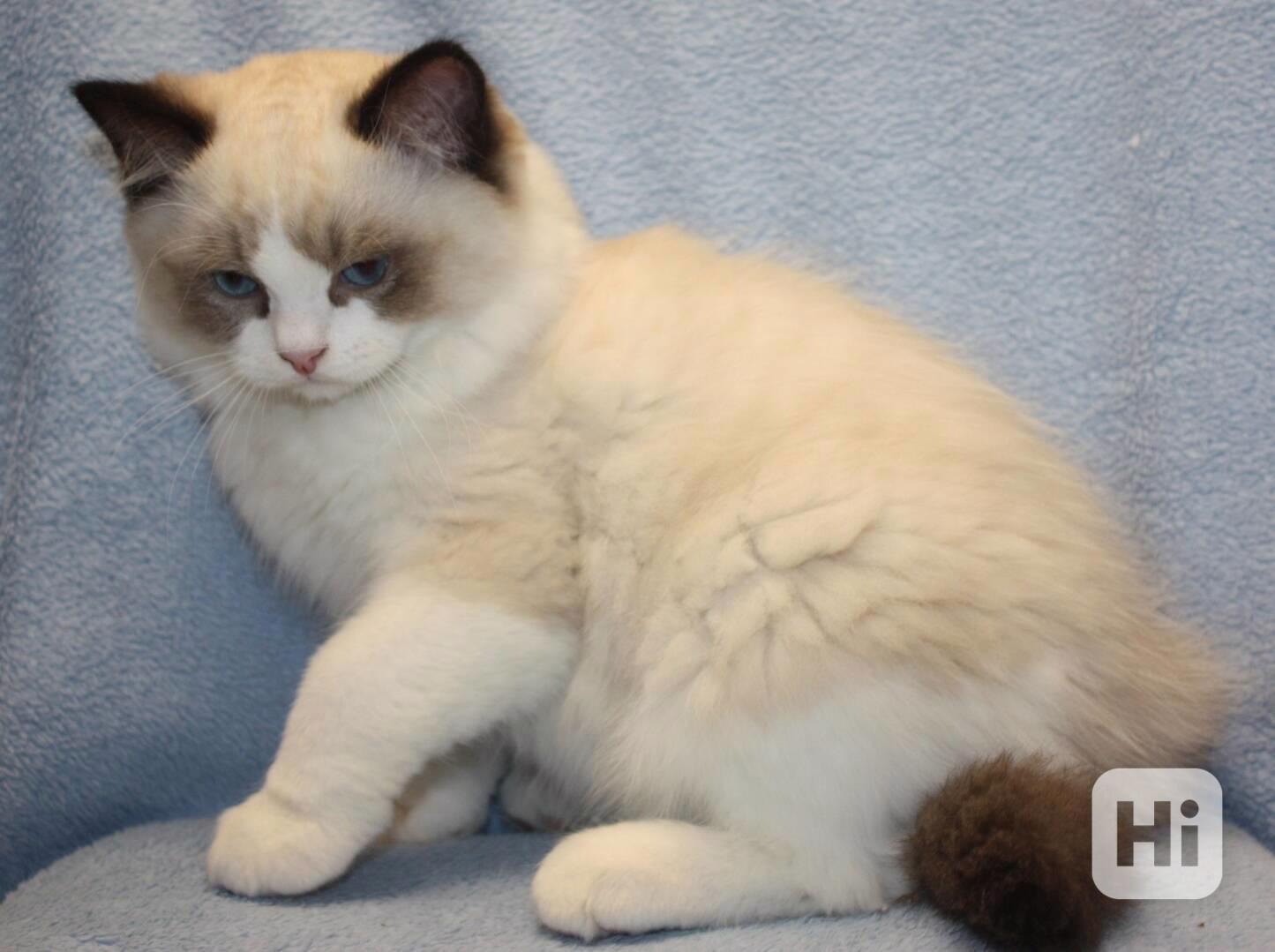 RAGDOLL kocourek: - foto 1