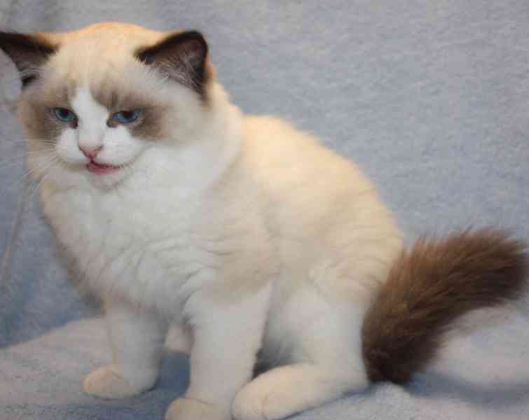 RAGDOLL kocourek: - foto 3