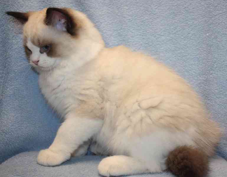 RAGDOLL kocourek: - foto 4