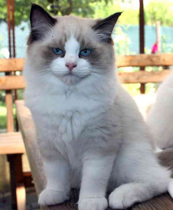 RAGDOLL kocourek: - foto 2