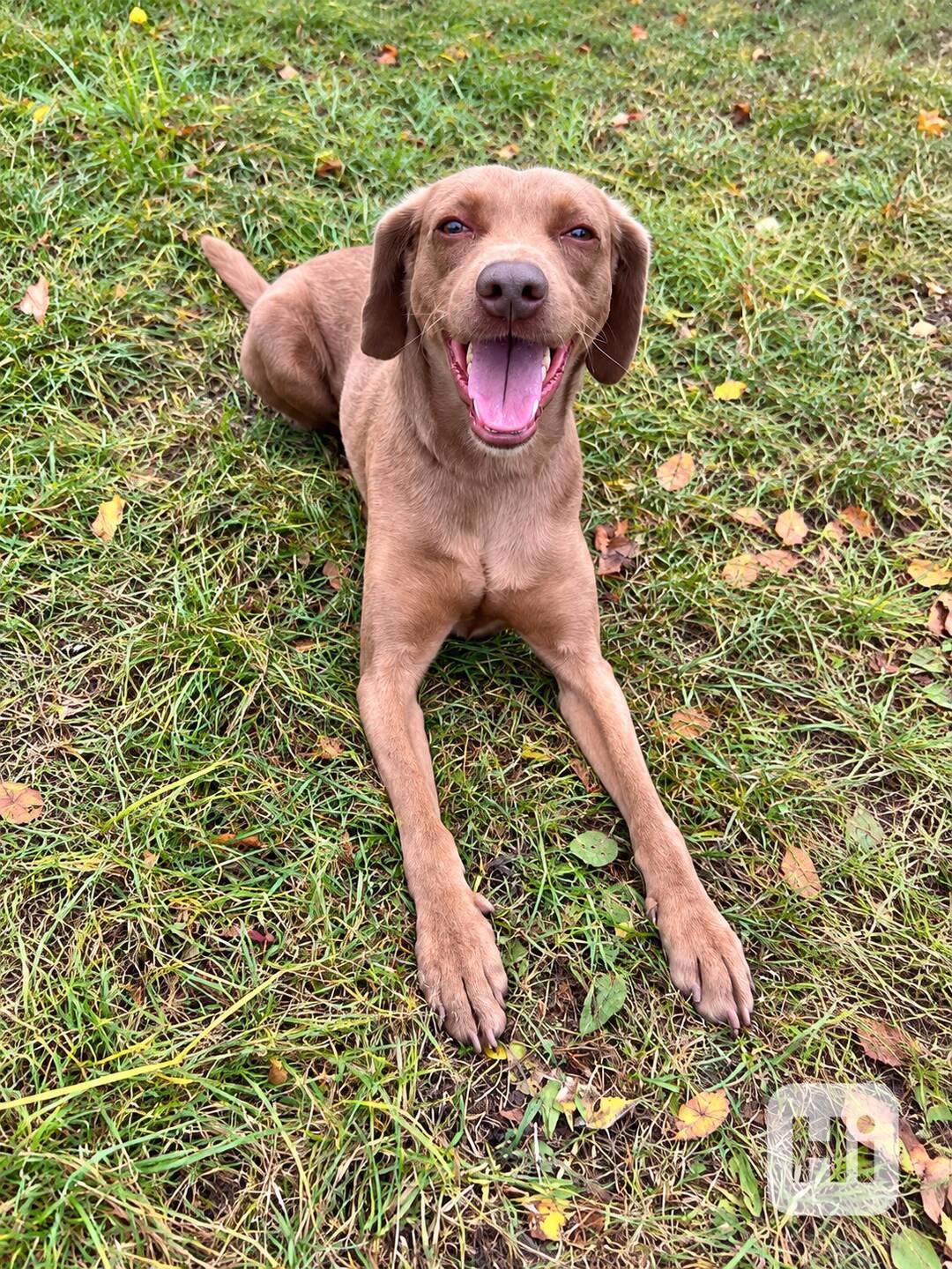 BEN - 22 kg, kastrovaný psík 3 roky  - foto 1