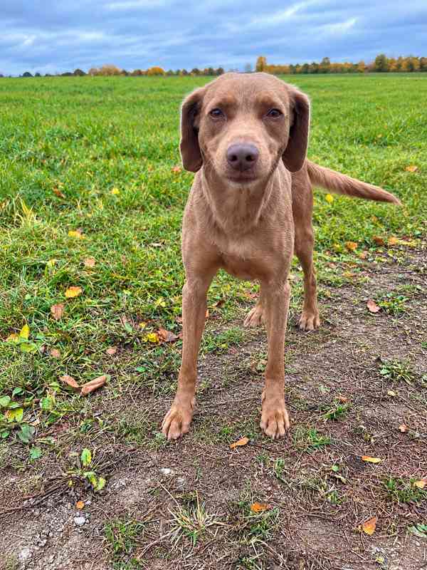 BEN - 22 kg, kastrovaný psík 3 roky  - foto 2