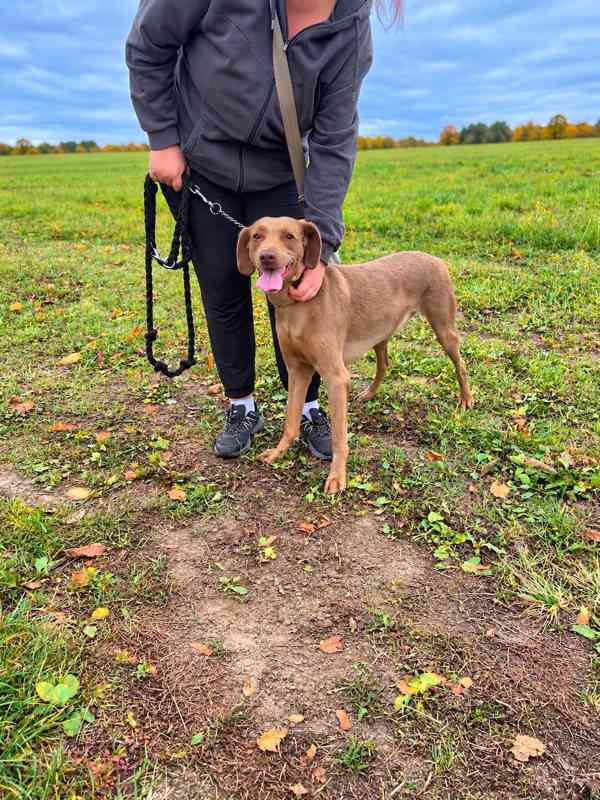 BEN - 22 kg, kastrovaný psík 3 roky  - foto 4
