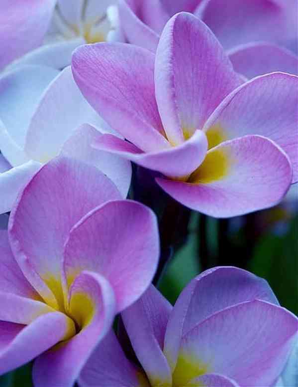 Plumeria Frangipani I Will Survive - semena