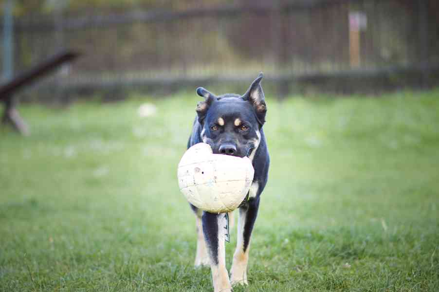 Persi - Aktivní a temperamentní kříženec, 3 roky - foto 7