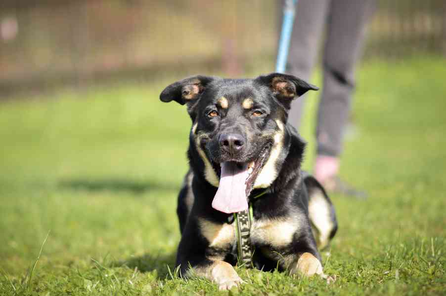 Persi - Aktivní a temperamentní kříženec, 3 roky - foto 4