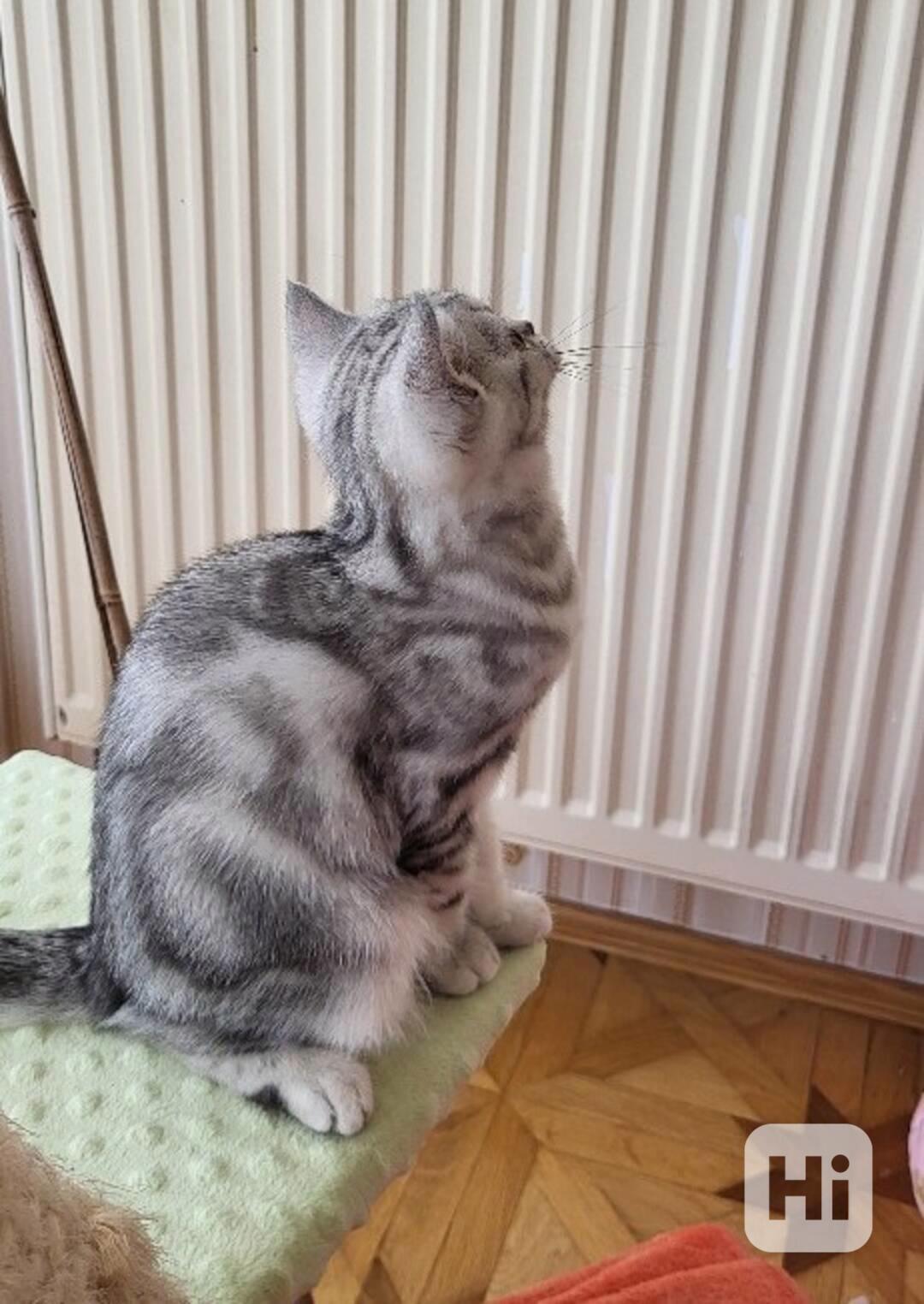 Kočička Whiskas - foto 1