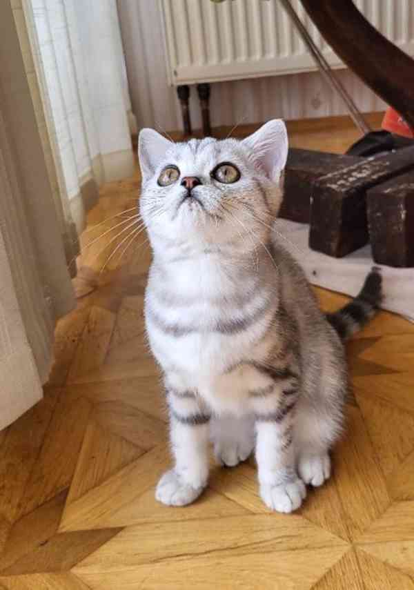 Kočička Whiskas - foto 2
