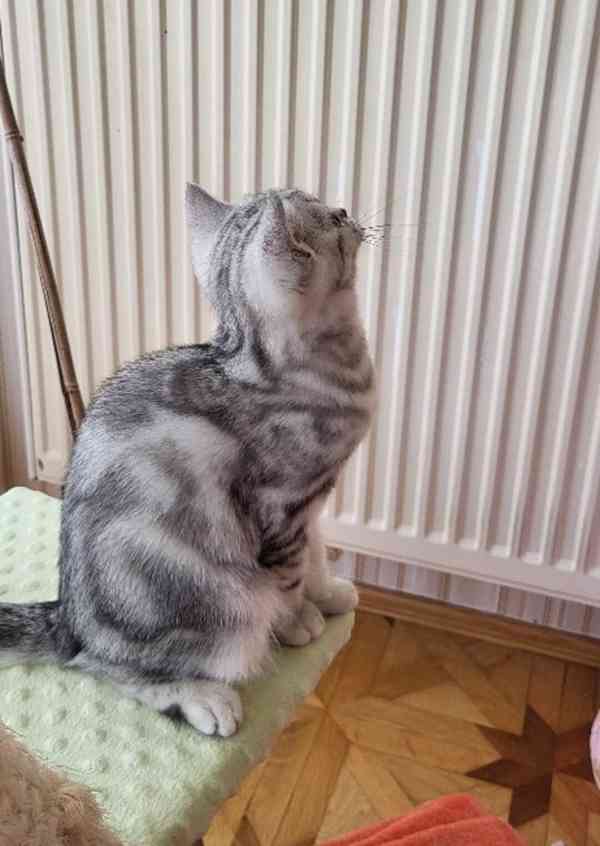 Kočička Whiskas - foto 1