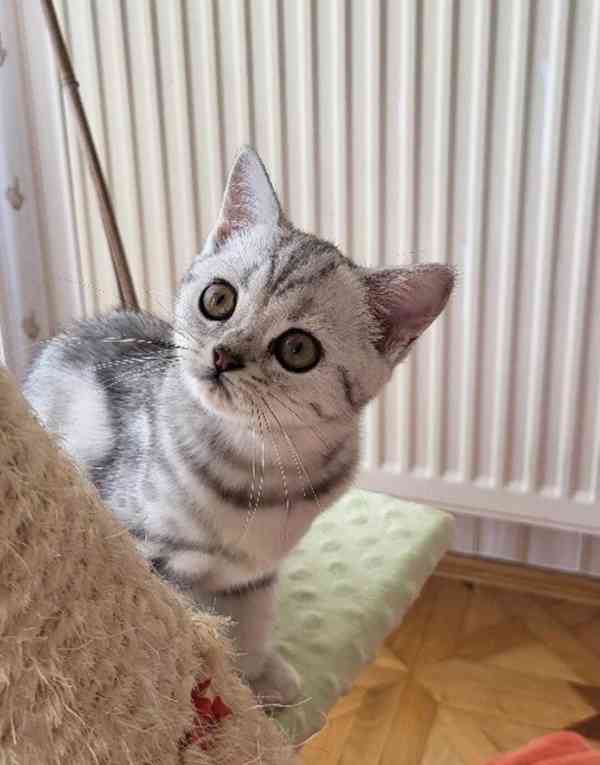 Kočička Whiskas - foto 4