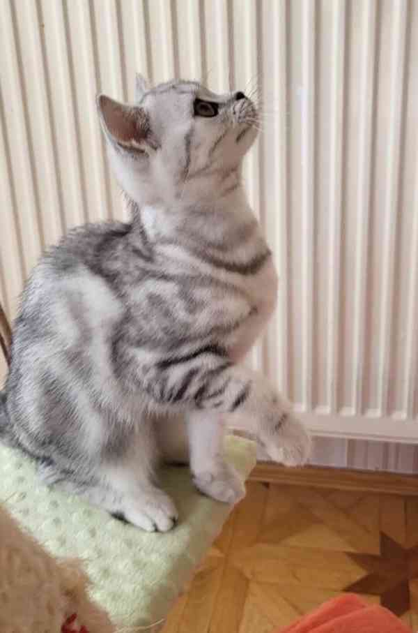 Kočička Whiskas - foto 5