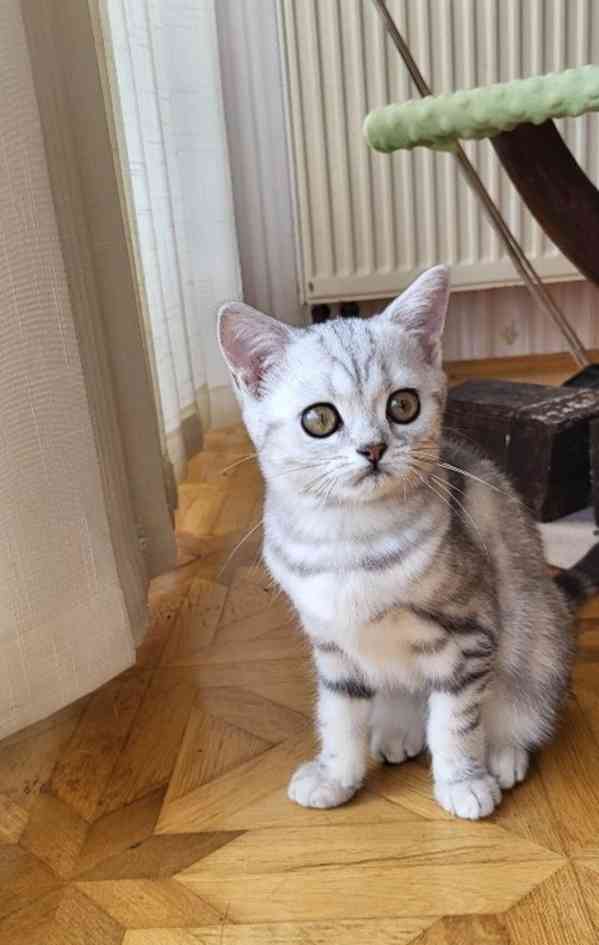 Kočička Whiskas - foto 3