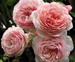 Přijmáme na prostokořené Anglické růže z Beskyd - foto 1