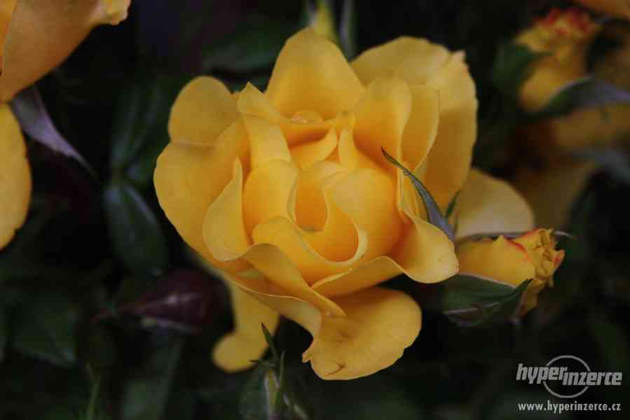 Přijmáme na prostokořené Anglické růže z Beskyd - foto 2