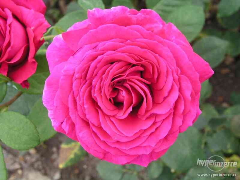 Přijmáme na prostokořené Anglické růže z Beskyd - foto 3