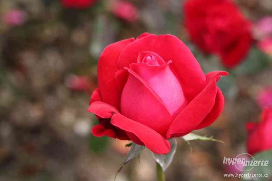 Přijmáme na prostokořené Anglické růže z Beskyd - foto 4