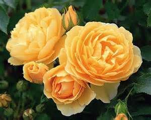 Přijmáme na prostokořené Anglické růže z Beskyd - foto 5