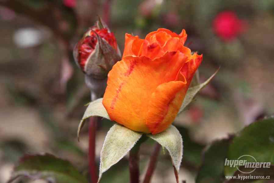 Přijmáme na prostokořené Anglické růže z Beskyd - foto 6