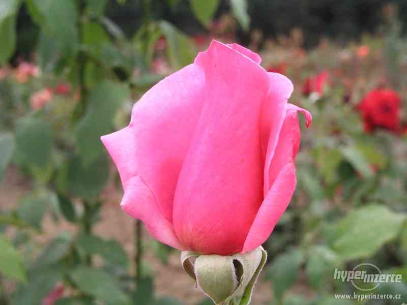 Přijmáme na prostokořené Anglické růže z Beskyd - foto 7