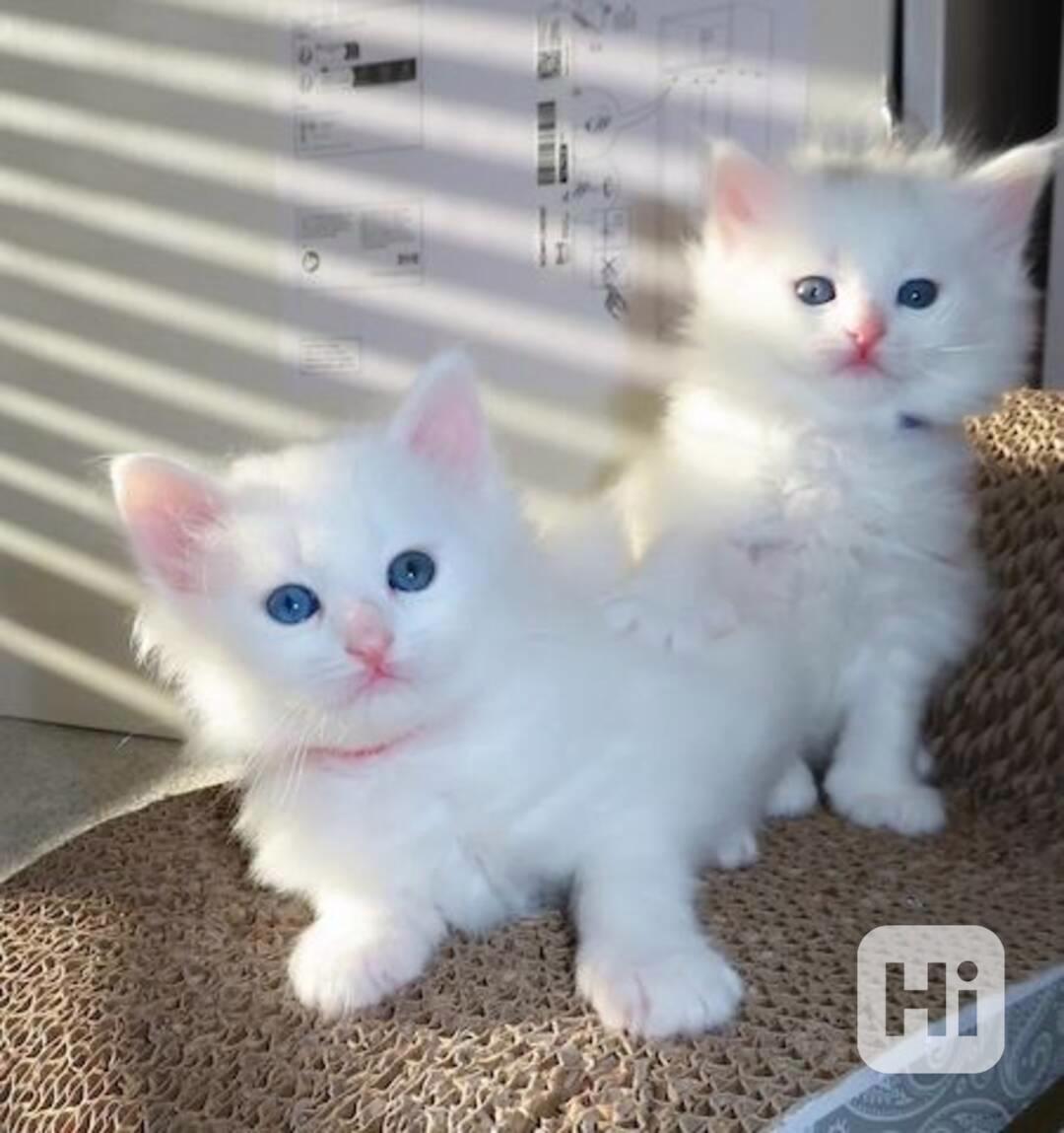 zdravá perská koťata k adopci - foto 1