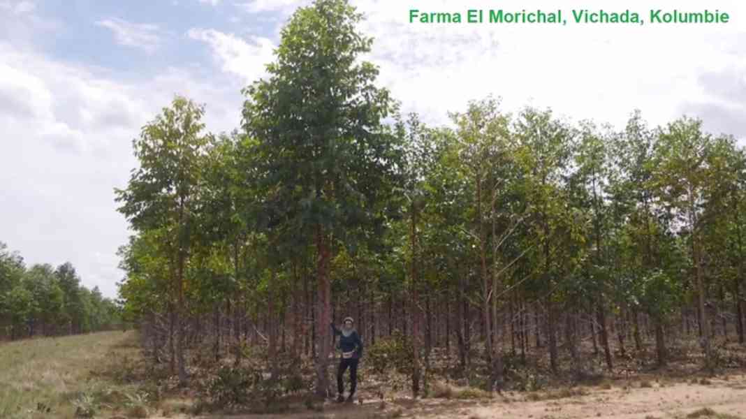 Investiční strom Eukalyptus / MY TREES / Vichada / Kolumbie - foto 6