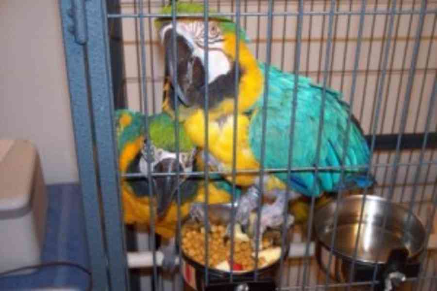Modré a zlaté papoušci papoušci k dispozici