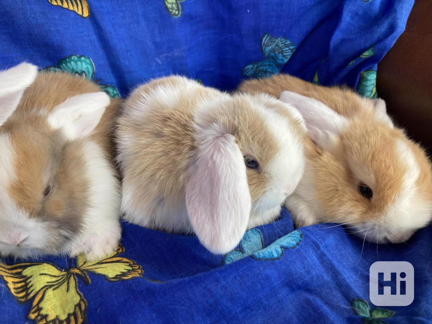 Zakrslý beránek / minilop- roztomilá miminka akorát k odběru - foto 1