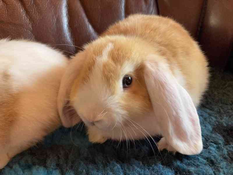 Zakrslý beránek / minilop- roztomilá miminka akorát k odběru - foto 2