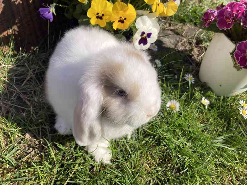 Zakrslý beránek / minilop- roztomilá miminka akorát k odběru - foto 3