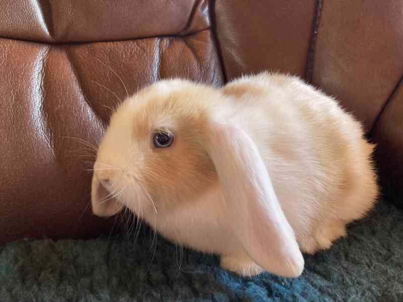 Zakrslý beránek / minilop- roztomilá miminka akorát k odběru - foto 4