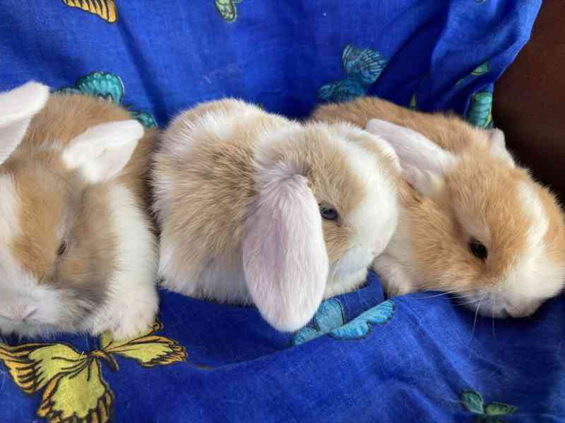 Zakrslý beránek / minilop- roztomilá miminka akorát k odběru