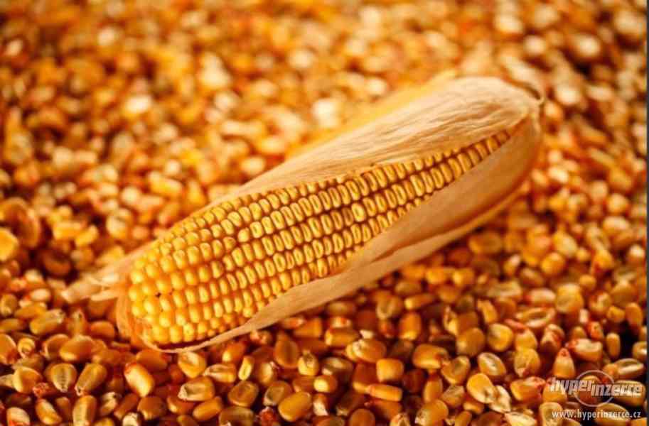 Komodita: Žlutá kukuřice Původ: Rusko - foto 1