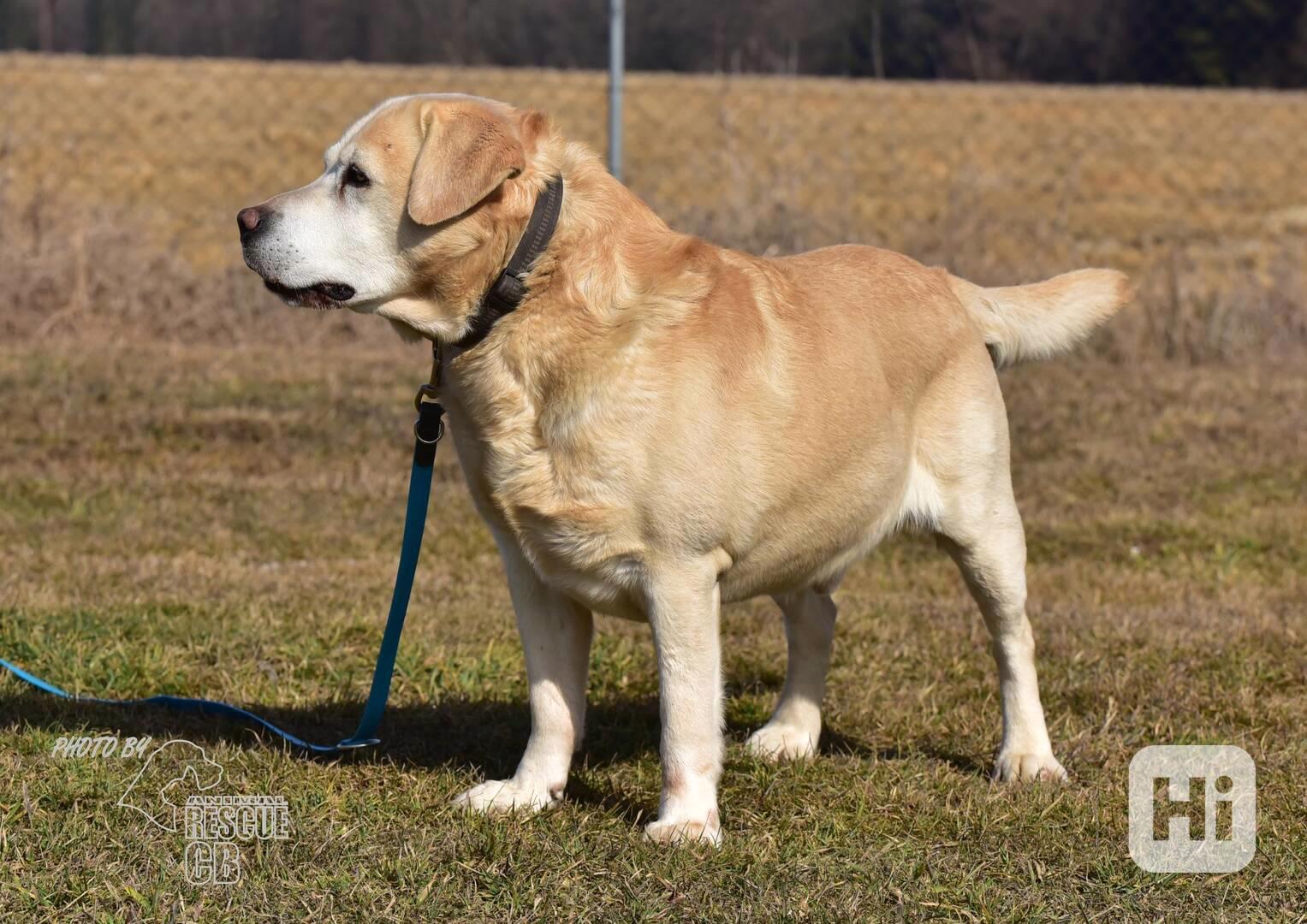 Darujeme opuštěného labradora - foto 1