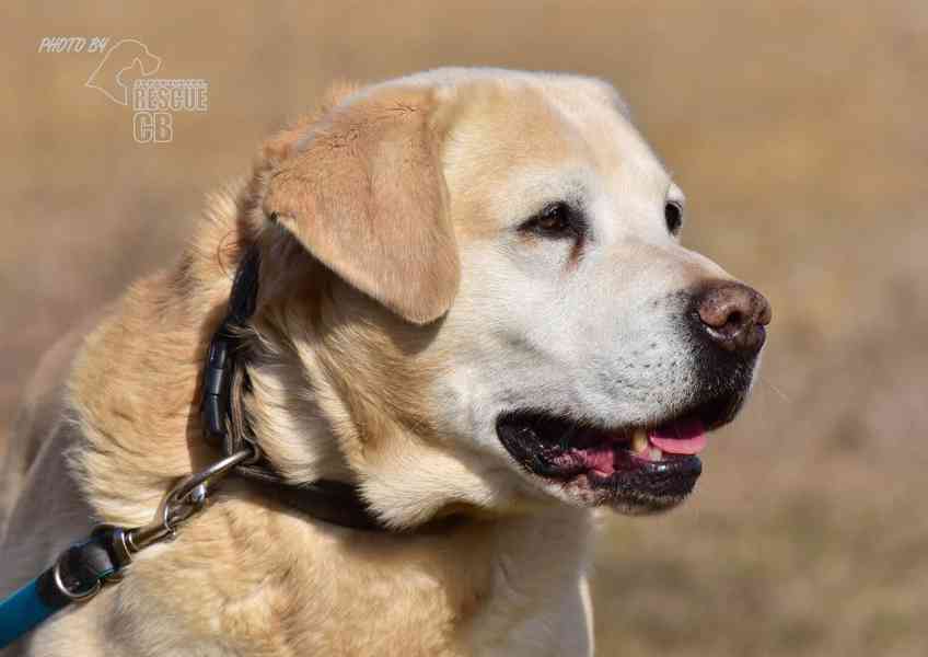 Darujeme opuštěného labradora - foto 3