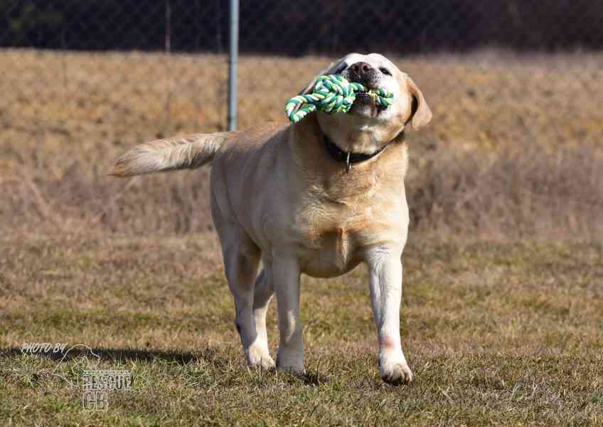 Darujeme opuštěného labradora - foto 5