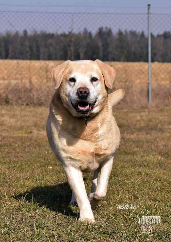 Darujeme opuštěného labradora - foto 2