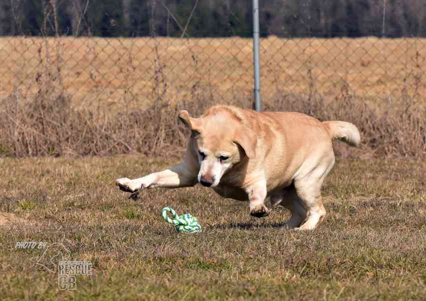 Darujeme opuštěného labradora - foto 4