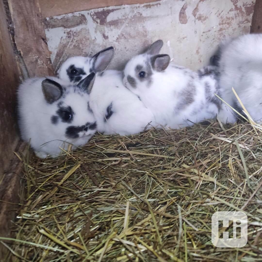 Zakrslý králík  - foto 1