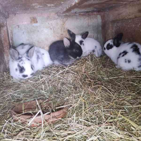 Zakrslý králík  - foto 2