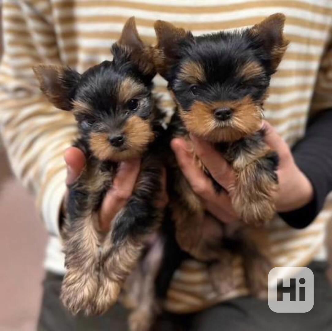 Roztomilá štěňátka Yorkie - foto 1