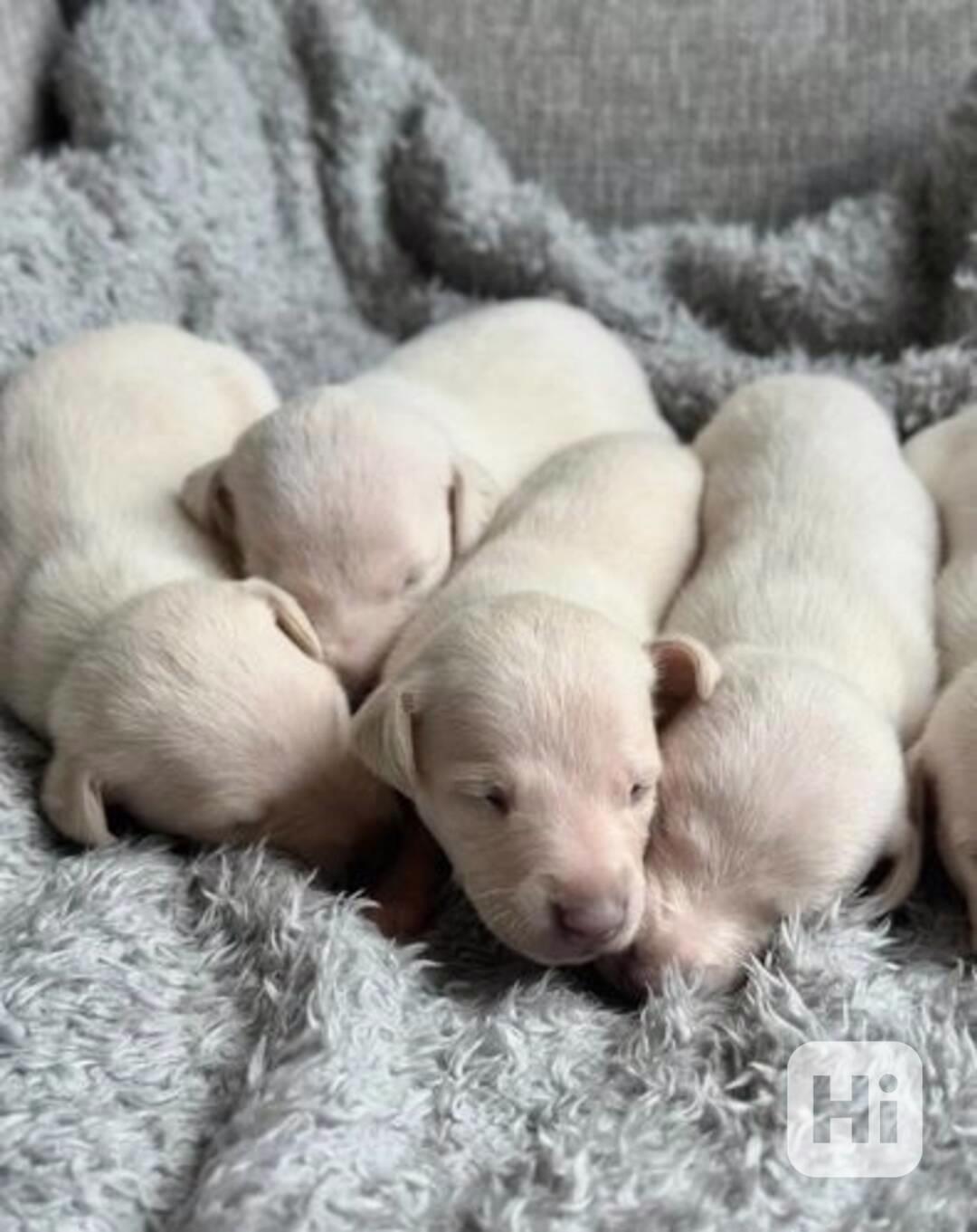 Kennel Club registrovaná štěňata whippetů na prodej - foto 1