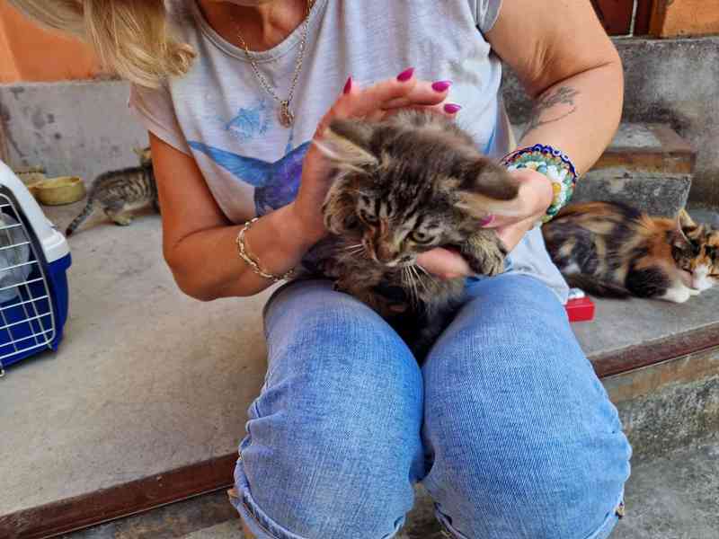 Darujeme koťata - foto 9