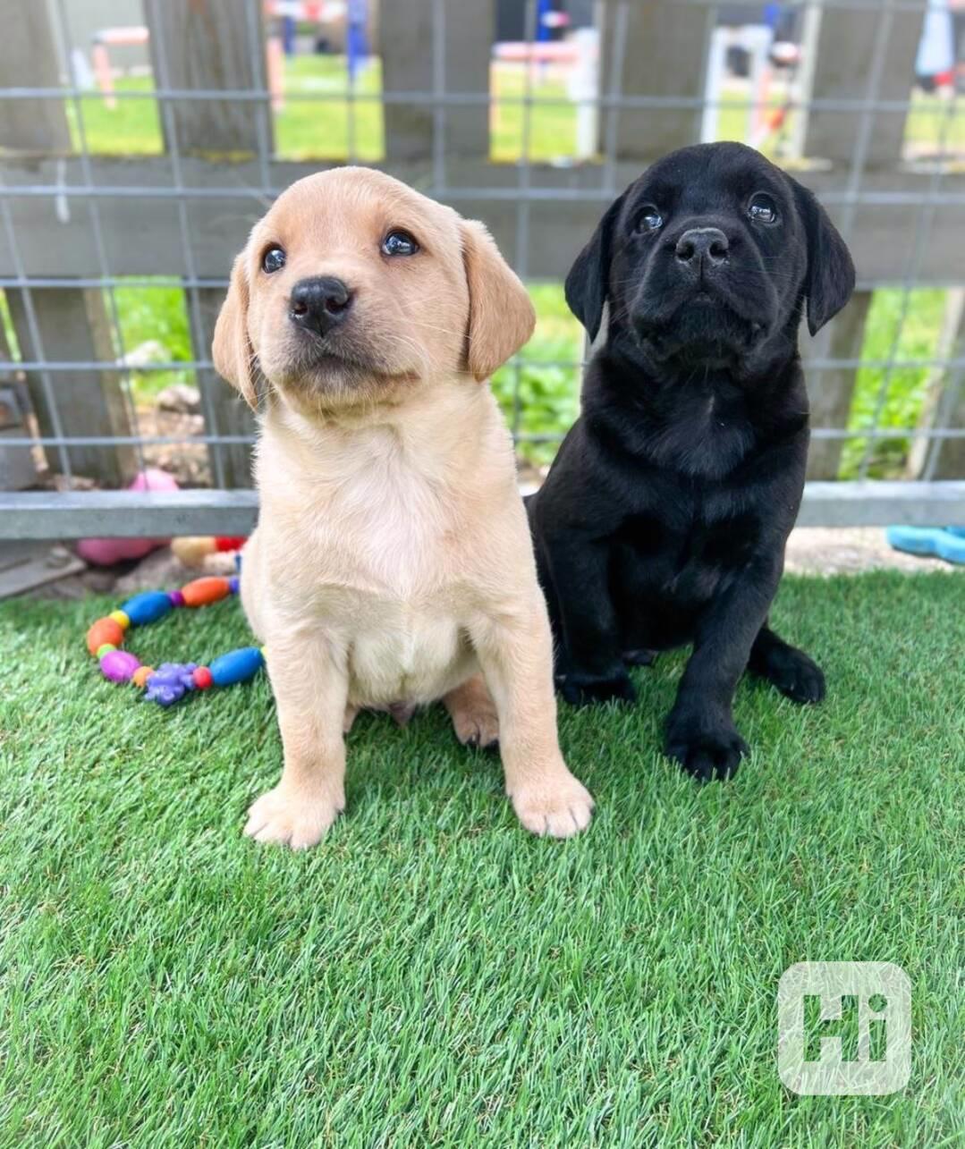 Rozkošná štěňata labradora - foto 1