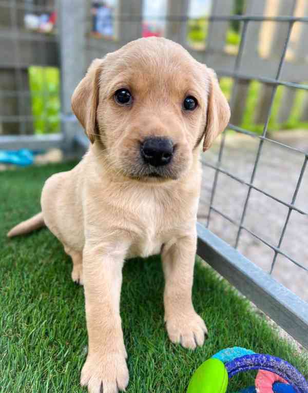 Rozkošná štěňata labradora - foto 2