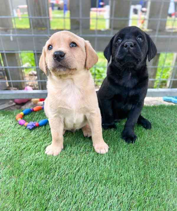 Rozkošná štěňata labradora - foto 1