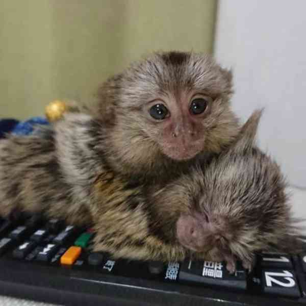 K dispozici opice kosmani - foto 2