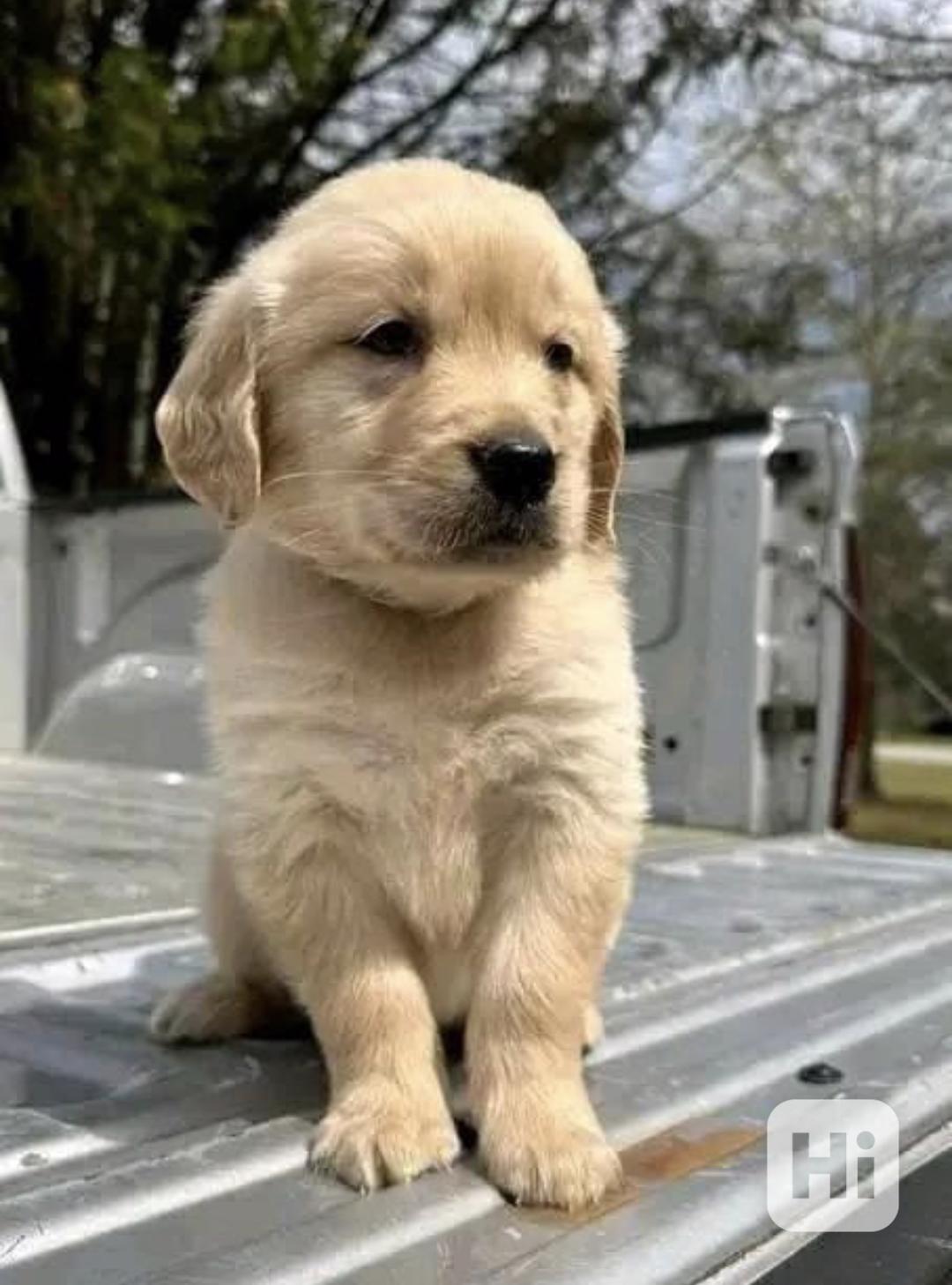 Štěňata zlatého retrívra hledají domov. - foto 1