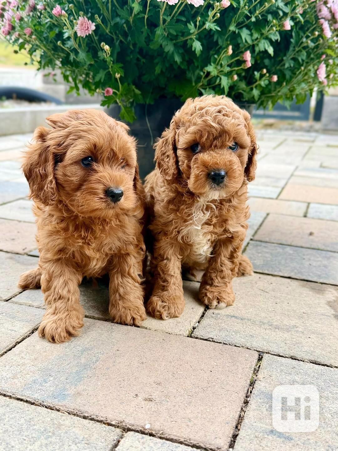 Maltipoo originál  - foto 1