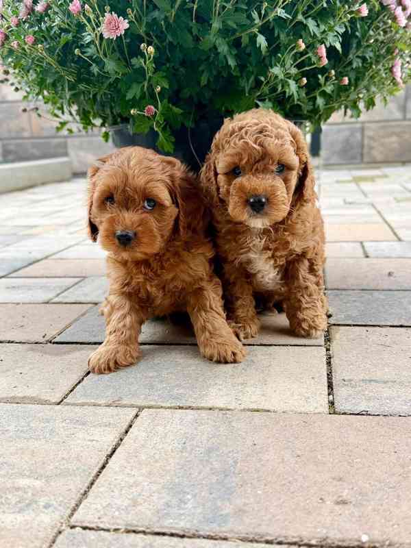 Maltipoo originál  - foto 2