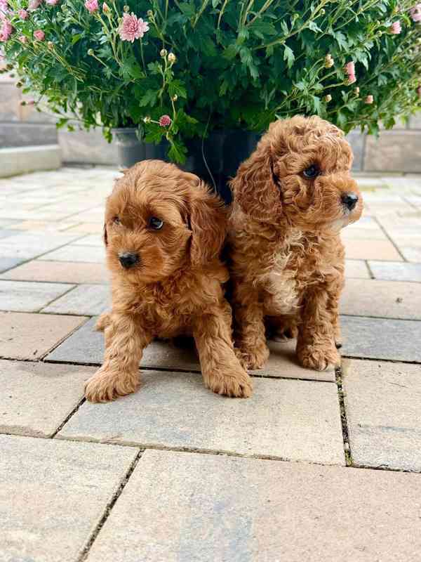 Maltipoo originál  - foto 3